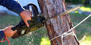 Why Choose Our Tree Removal Services in Berry Creek, CA?