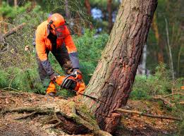 Lawn Renovation and Restoration in Berry Creek, CA