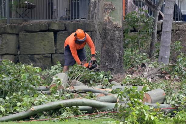 Berry Creek, CA  Tree Services Company